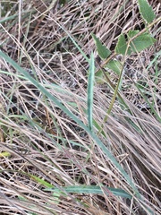 Hieracium commersonii