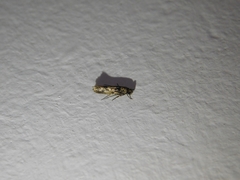 Lepidoptera