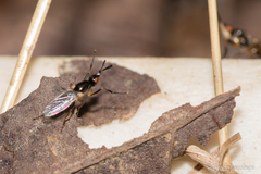 Prochyliza xanthostoma