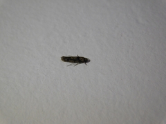 Lepidoptera