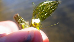 Ranunculus trichophyllus trichophyllus