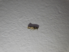 Lepidoptera