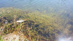 Ranunculus trichophyllus trichophyllus