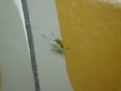 Chironomidae