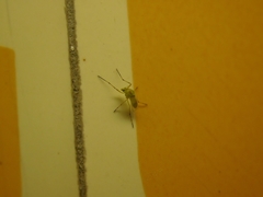Chironomidae