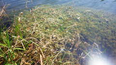 Ranunculus trichophyllus trichophyllus