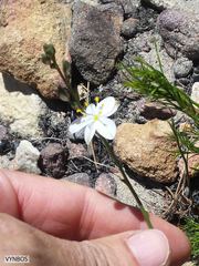 Asphodeloideae