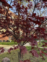 Acer palmatum