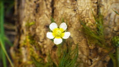 Ranunculus trichophyllus trichophyllus
