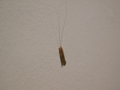 Nectopsyche muhni