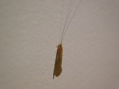 Nectopsyche muhni