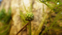 Ranunculus trichophyllus trichophyllus