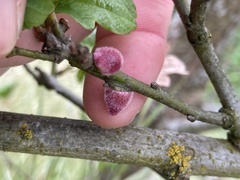 Disholcaspis simulata