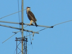 Caracara plancus