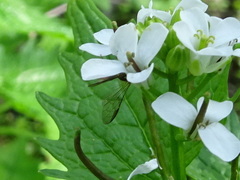 Sapyga centrata