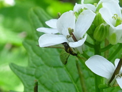 Sapyga centrata