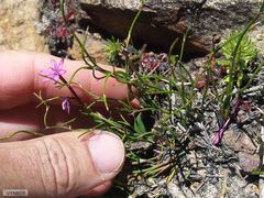 Thereianthus minutus