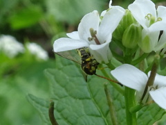 Sapyga centrata