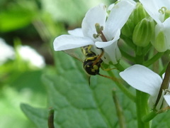 Sapyga centrata