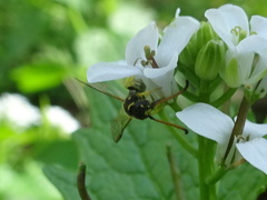 Sapyga centrata