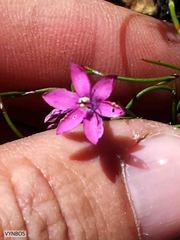 Thereianthus minutus