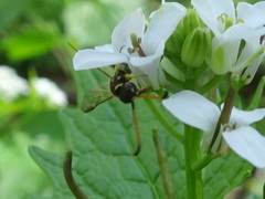 Sapyga centrata