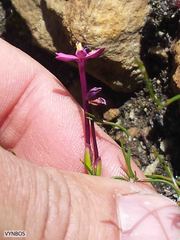 Thereianthus minutus