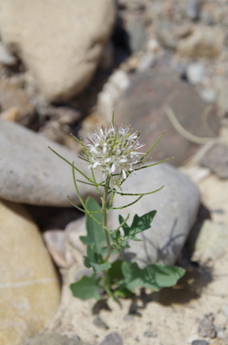 Image of Thelypodium texanum by (c) Eric Knight, some rights reserved (CC BY)