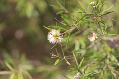Melaleuca paludicola
