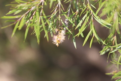 Melaleuca paludicola