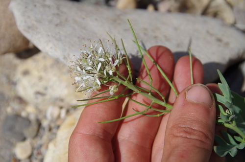 Image of Thelypodium texanum by (c) Eric Knight, some rights reserved (CC BY)