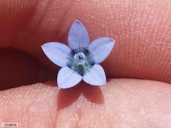 Wahlenbergia cernua