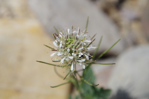 Image of Thelypodium texanum by (c) Eric Knight, some rights reserved (CC BY)