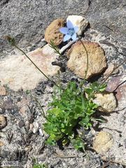 Wahlenbergia cernua