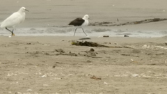 Recurvirostra andina