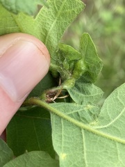 Neuroterus washingtonensis