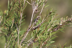 Melaleuca paludicola