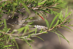 Melaleuca paludicola