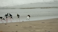 Recurvirostra andina