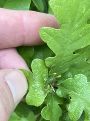 Andricus pedicellatus