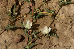 Malvella sagittifolia
