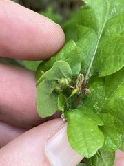 Andricus pedicellatus