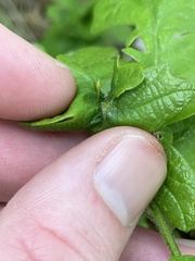 Andricus pedicellatus