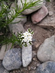 Heliotropium stenophyllum