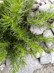 Heliotropium stenophyllum