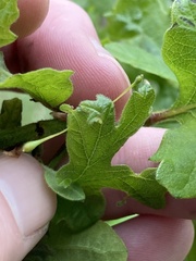 Andricus pedicellatus