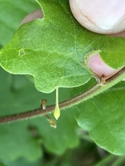 Andricus pedicellatus