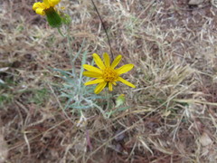 Senecio stoechadiformis