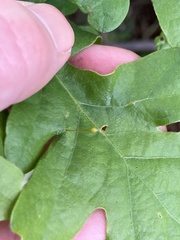 Andricus pedicellatus