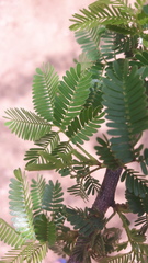 Mimosa tenuiflora